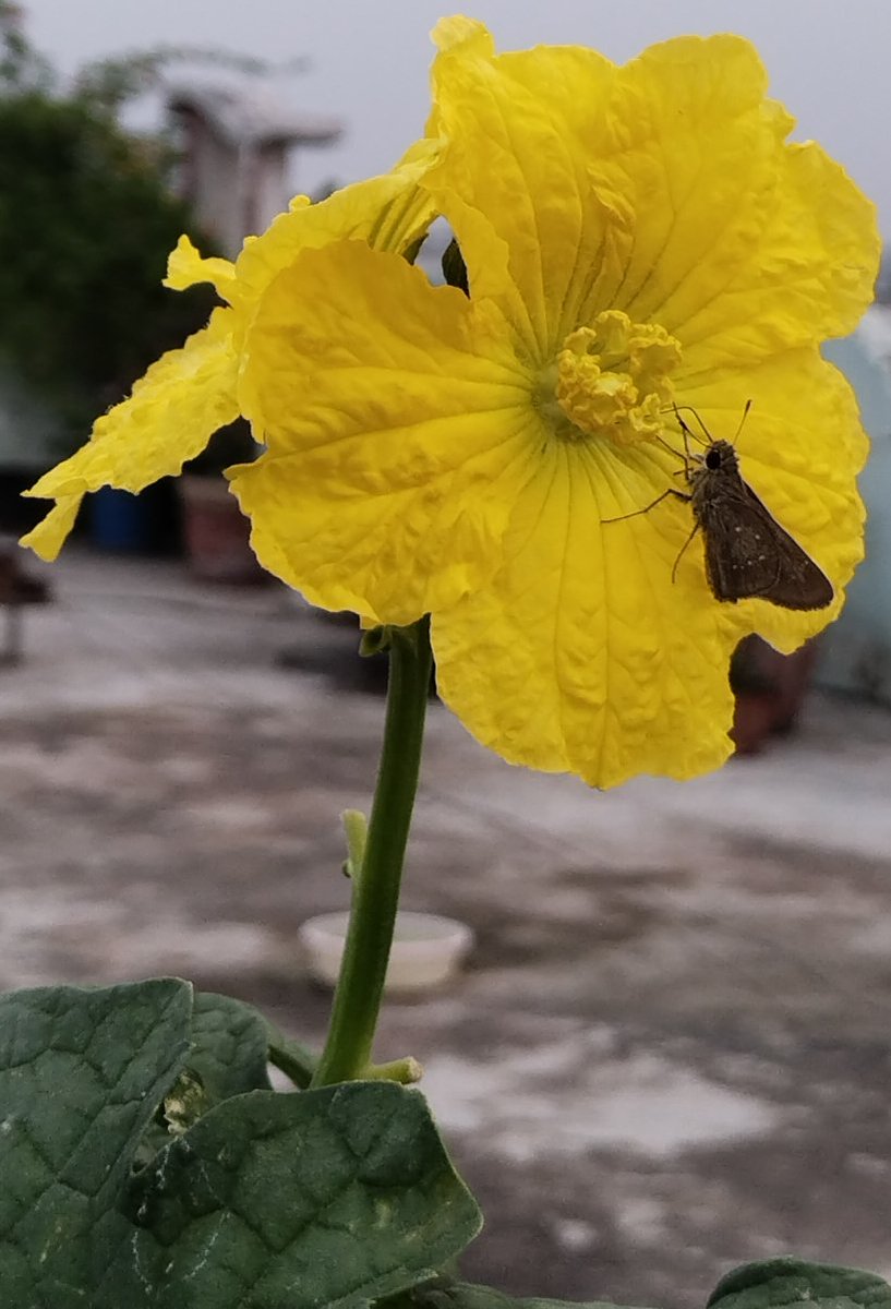 DrAlkaRay2's tweet photo. #इंदिरा_एकादशी पर हार्दिक बधाई एवं शुभकामनाएं। आपका दिन मंगलमय हो 
#ॐ_नमो_भगवते_वासुदेवाय 
Have a wonderful day 
Greetings on #Ekadashi 
Day 1456 of being homeless and battling on....
#JusticeforAlkaRay 
#theme_pic_India_flowers https://t.co/0gbatXA5Fl