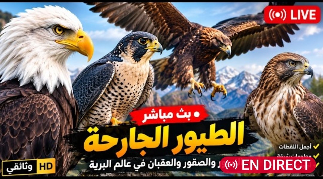 AktshfAlmfyd's tweet photo. وثائقي عن الطيور الجارحة 
https://t.co/96QDNkfLPh https://t.co/T7V3zJuzyR
