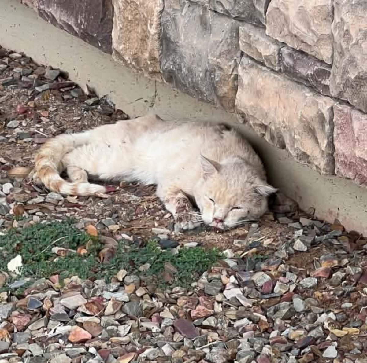 RescueMagic's tweet photo. 🚨 Emergency Care Needed 🚨

I know. There have been so many cats in need lately. But we couldn't ignore this sweet face and leave him on the streets. This poor boy is very sick and needs our help. He is showing signs of pneumonia and needs urgent veterinary care and treatment to give him a chance to improve.

We’re asking our community to help Black Magic Animal Rescue cover his emergency care. Any amount—even $5—will help us get him the treatment he needs. We don’t yet know what his full care will cost, but we know he needs help now.

🐾 Donate here: https://t.co/ZkgFRZFtnH

If you can’t donate, please share this post to help us reach someone who can. Thank you for helping us give this boy a chance to feel better, rest comfortably, and be cared for. 🖤

 #catrescue #URGENT #animalrescue #catsoffacebook #donationsneeded #arizonarescue #PleaseShare #donationsmakeadifference #donationsappreciated #kittenrescue #catsofinstagram #BlackMagicAnimalRescue