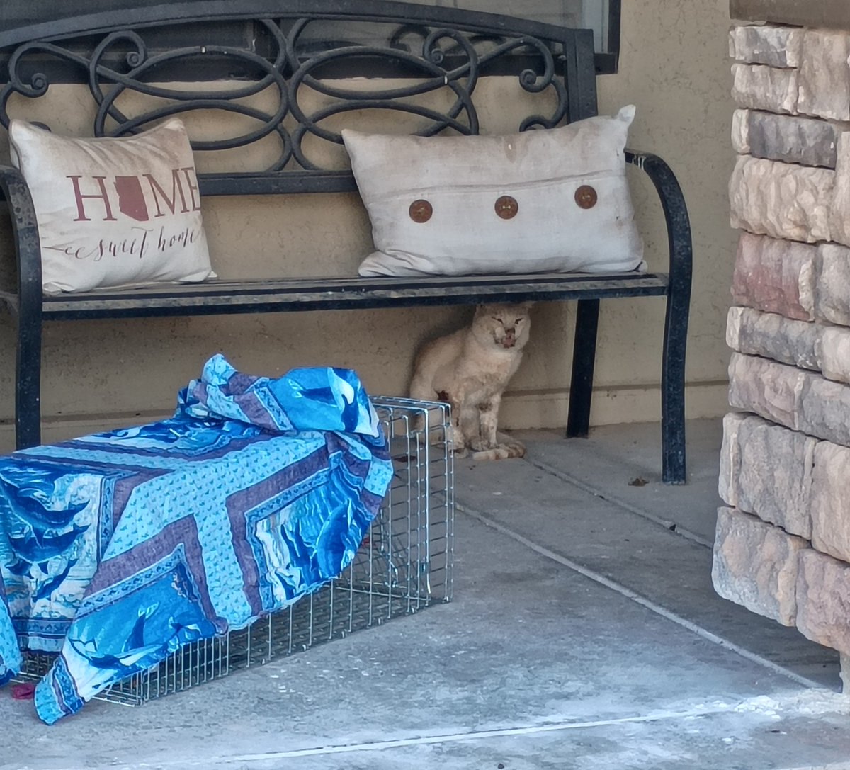 RescueMagic's tweet photo. 🚨 Emergency Care Needed 🚨

I know. There have been so many cats in need lately. But we couldn't ignore this sweet face and leave him on the streets. This poor boy is very sick and needs our help. He is showing signs of pneumonia and needs urgent veterinary care and treatment to give him a chance to improve.

We’re asking our community to help Black Magic Animal Rescue cover his emergency care. Any amount—even $5—will help us get him the treatment he needs. We don’t yet know what his full care will cost, but we know he needs help now.

🐾 Donate here: https://t.co/ZkgFRZFtnH

If you can’t donate, please share this post to help us reach someone who can. Thank you for helping us give this boy a chance to feel better, rest comfortably, and be cared for. 🖤

 #catrescue #URGENT #animalrescue #catsoffacebook #donationsneeded #arizonarescue #PleaseShare #donationsmakeadifference #donationsappreciated #kittenrescue #catsofinstagram #BlackMagicAnimalRescue