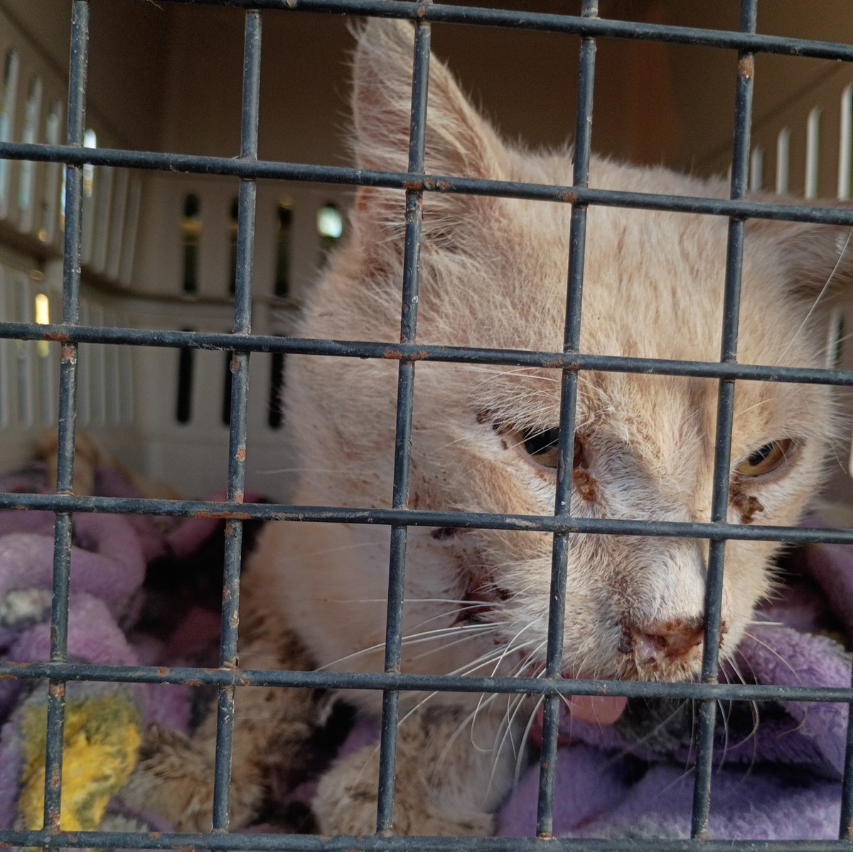 RescueMagic's tweet photo. 🚨 Emergency Care Needed 🚨

I know. There have been so many cats in need lately. But we couldn't ignore this sweet face and leave him on the streets. This poor boy is very sick and needs our help. He is showing signs of pneumonia and needs urgent veterinary care and treatment to give him a chance to improve.

We’re asking our community to help Black Magic Animal Rescue cover his emergency care. Any amount—even $5—will help us get him the treatment he needs. We don’t yet know what his full care will cost, but we know he needs help now.

🐾 Donate here: https://t.co/ZkgFRZFtnH

If you can’t donate, please share this post to help us reach someone who can. Thank you for helping us give this boy a chance to feel better, rest comfortably, and be cared for. 🖤

 #catrescue #URGENT #animalrescue #catsoffacebook #donationsneeded #arizonarescue #PleaseShare #donationsmakeadifference #donationsappreciated #kittenrescue #catsofinstagram #BlackMagicAnimalRescue