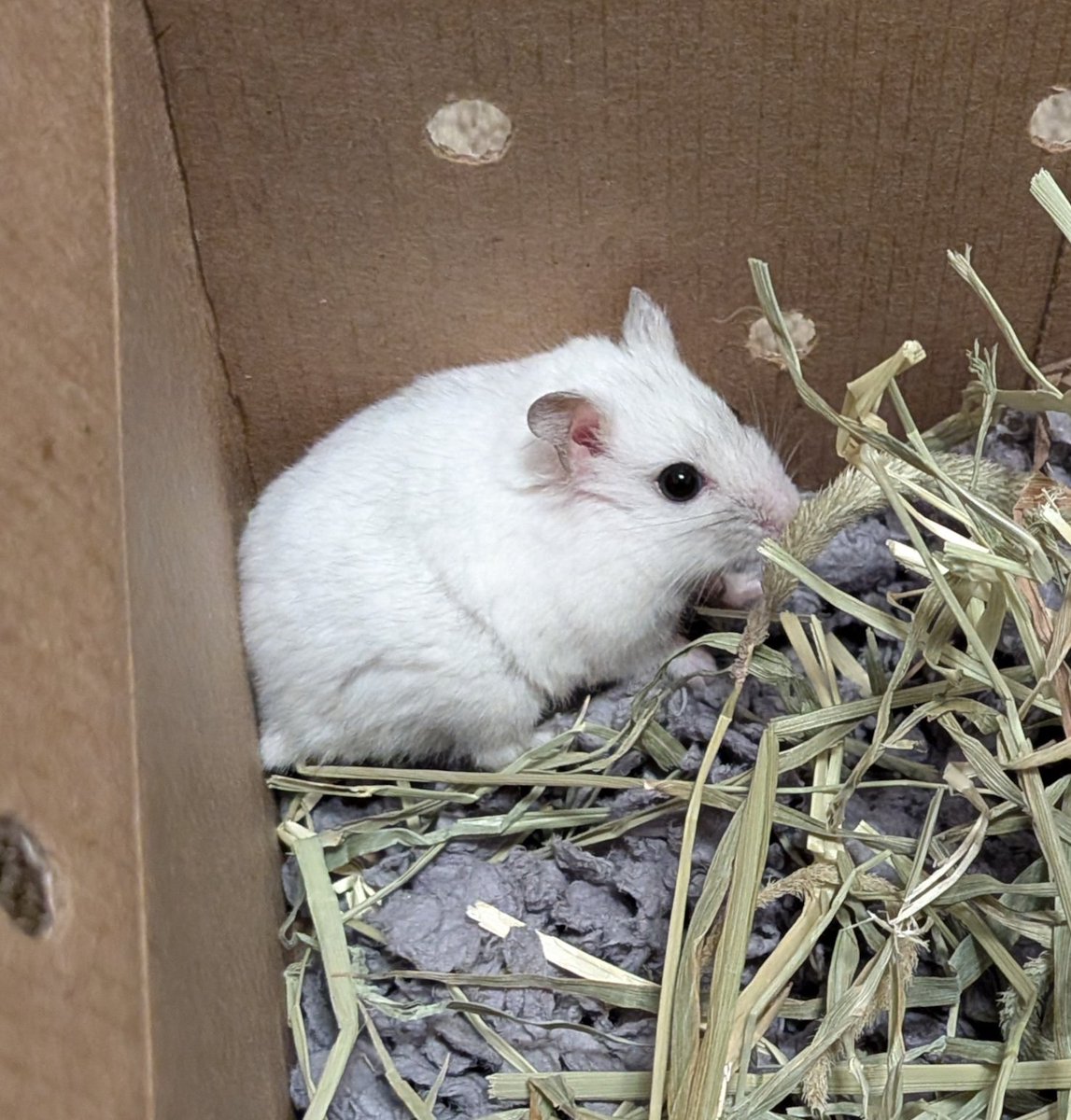 Eco_Star_Light's tweet photo. I got this #NewHamster from @PetSmart. Her name is Tiara.
#hamster #hamsters #DwarfHamster #CutePets #CutePet #HamsterLover #HamsterLove #HamsterLife https://t.co/VStX3k6jUs