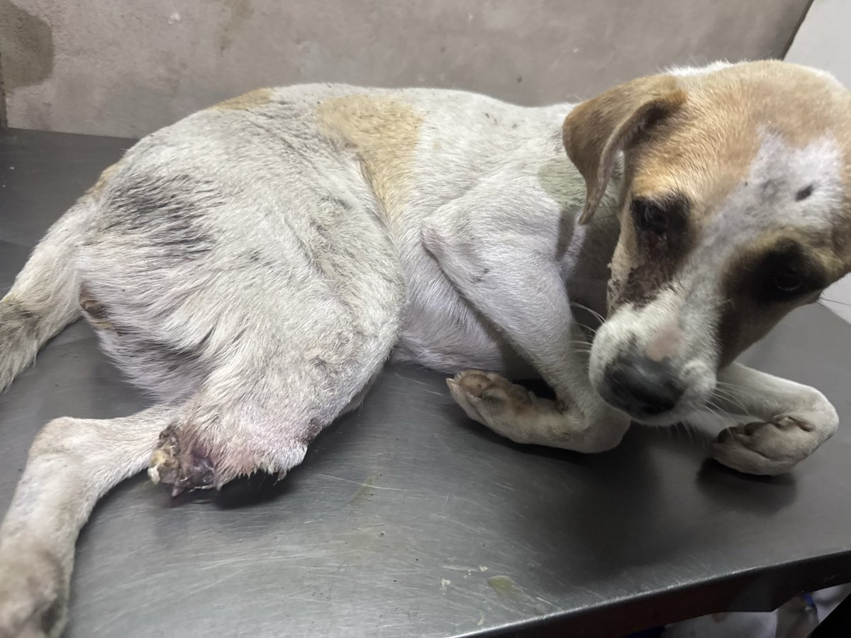 OMFA_Refugio's tweet photo. 🚨🚨AYUDA URGENTE PARA LUPE🚨🚨🙏🏻

La atropellaron y la dejaron sufriendo💔
Nosotros no miramos para otro lado, la rescatamos, la curamos y empezamos a luchar por ella..

LUPE NECESITA UNA OPERACIÓN URGENTE!!

Mercado Pago: omfamoreno
Banco Nación: omfitas
PayPal: OrgMiFielAmigo https://t.co/TAHZnWQySd