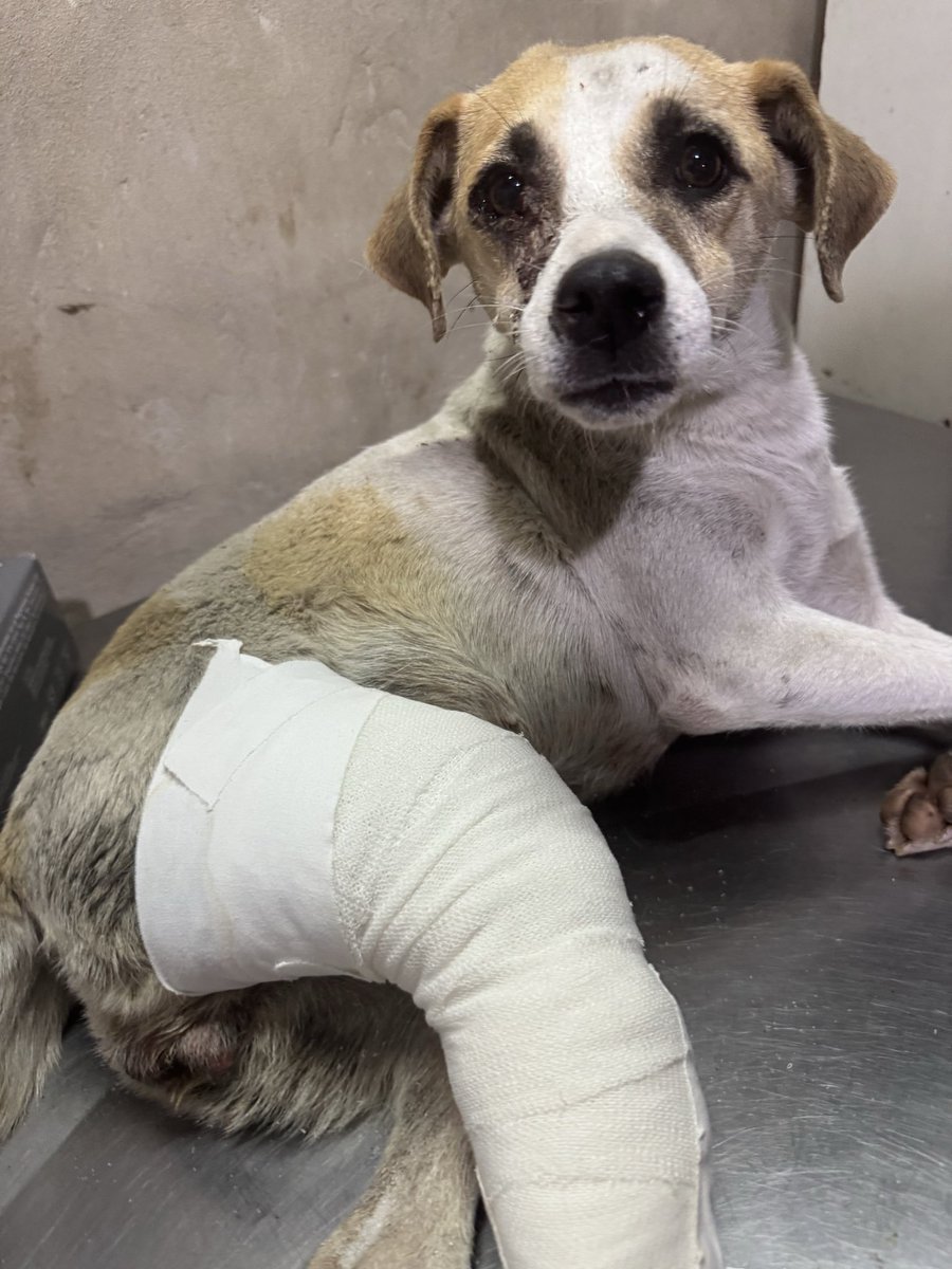 OMFA_Refugio's tweet photo. 🚨🚨AYUDA URGENTE PARA LUPE🚨🚨🙏🏻

La atropellaron y la dejaron sufriendo💔
Nosotros no miramos para otro lado, la rescatamos, la curamos y empezamos a luchar por ella..

LUPE NECESITA UNA OPERACIÓN URGENTE!!

Mercado Pago: omfamoreno
Banco Nación: omfitas
PayPal: OrgMiFielAmigo https://t.co/TAHZnWQySd