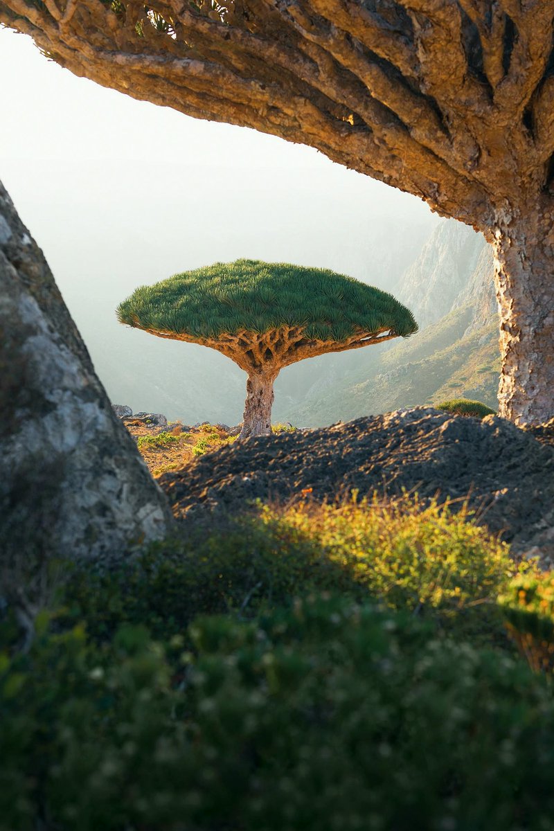 BarbaraLeeo2f's tweet photo. Dragon Blood trees from Socotra, Yemen.
#SunriseMountains https://t.co/Uj2Ued9zce
