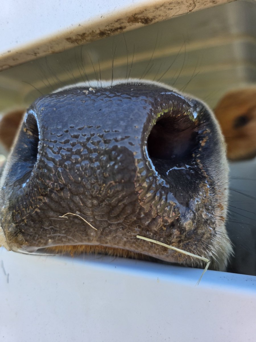 HeritageSpring's tweet photo. Here comes Dolly! We welcomed home our 2nd Jersey cow today! ❤️ https://t.co/vn92ktFnyw