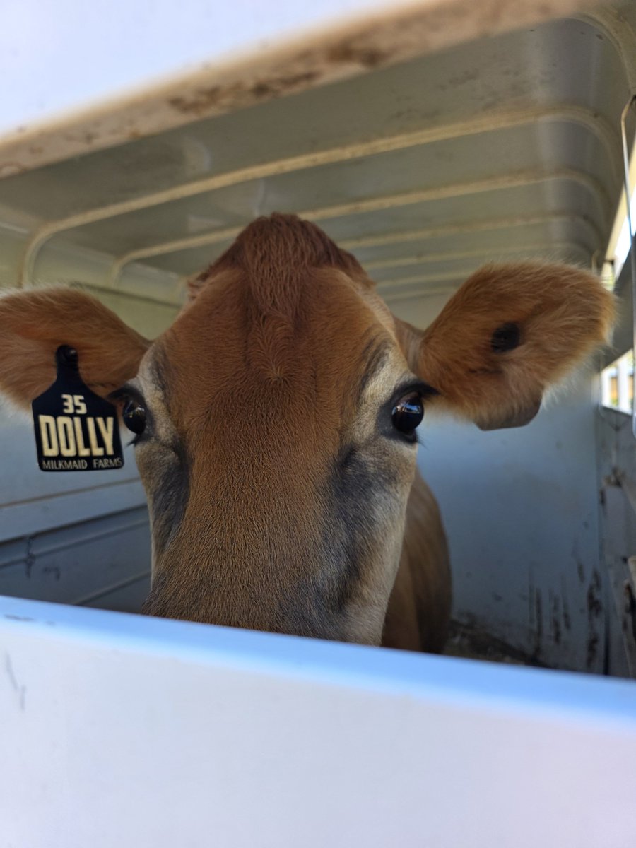 HeritageSpring's tweet photo. Here comes Dolly! We welcomed home our 2nd Jersey cow today! ❤️ https://t.co/vn92ktFnyw
