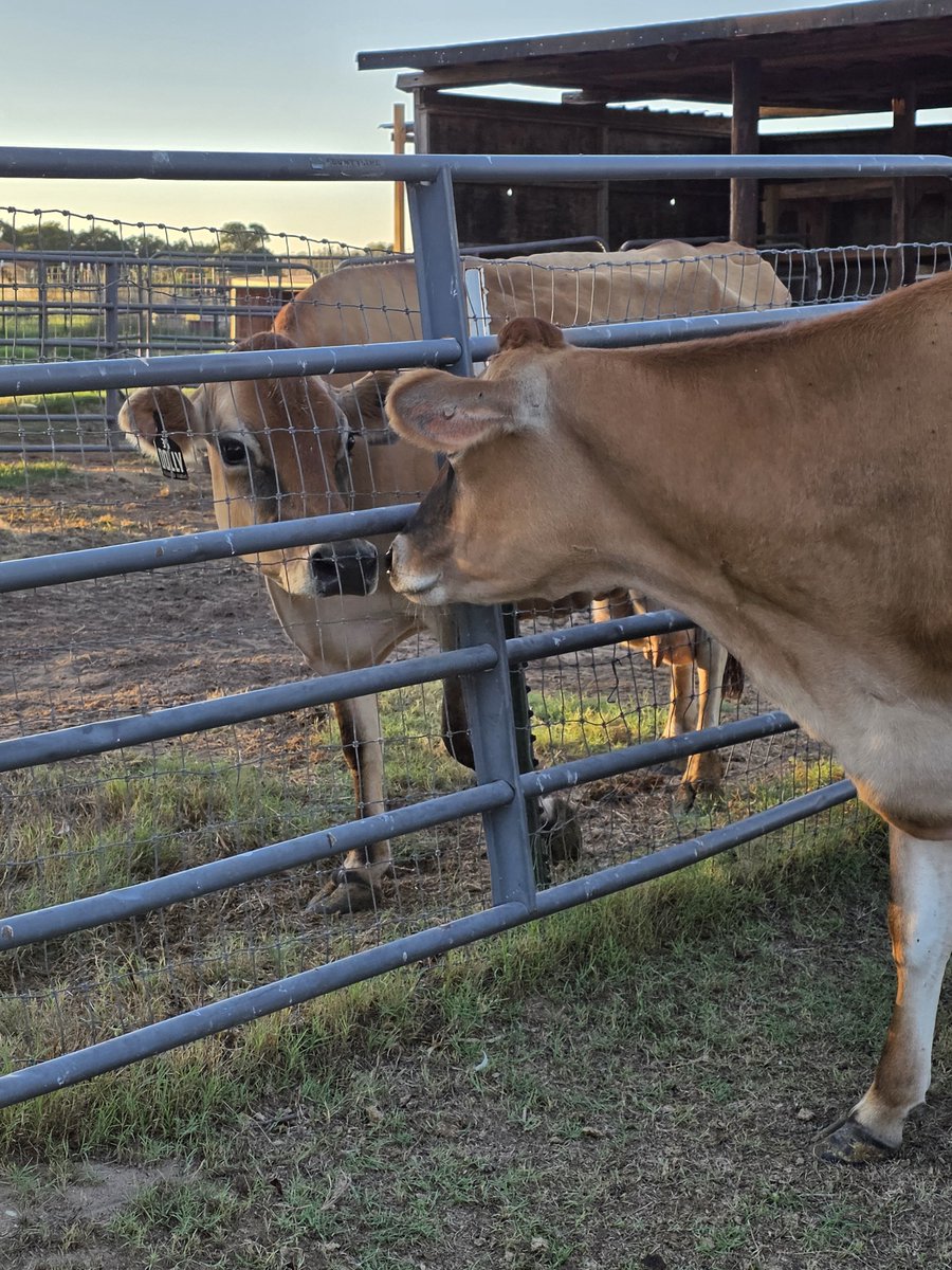 HeritageSpring's tweet photo. Here comes Dolly! We welcomed home our 2nd Jersey cow today! ❤️ https://t.co/vn92ktFnyw