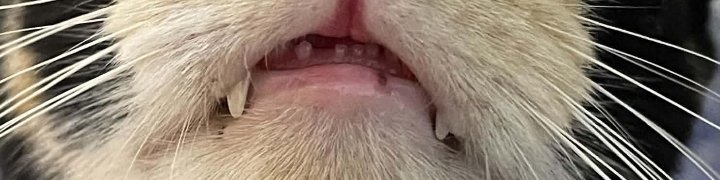 jcrong_'s tweet photo. 😹😹 maybe I should get her braces😹😹 https://t.co/VlJ1lEExkm