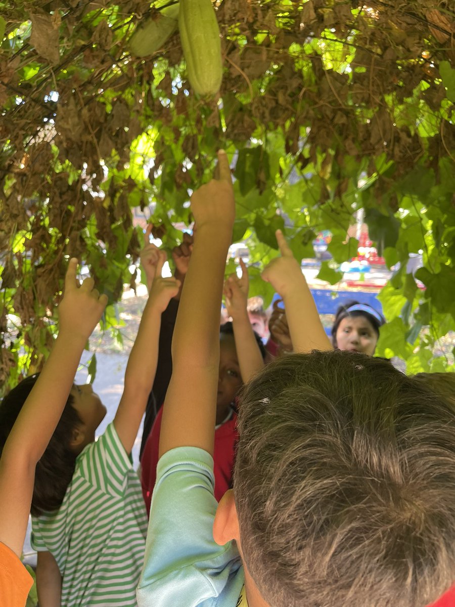 katehebert's tweet photo. It was a beautiful day in the garden @MSTMAGNET.  I  ❤️ the wonder and excitement of new growth, experiencing the beauty in nature and learning about science like forces and shadows in the real world. https://t.co/UT3lgL6YPI