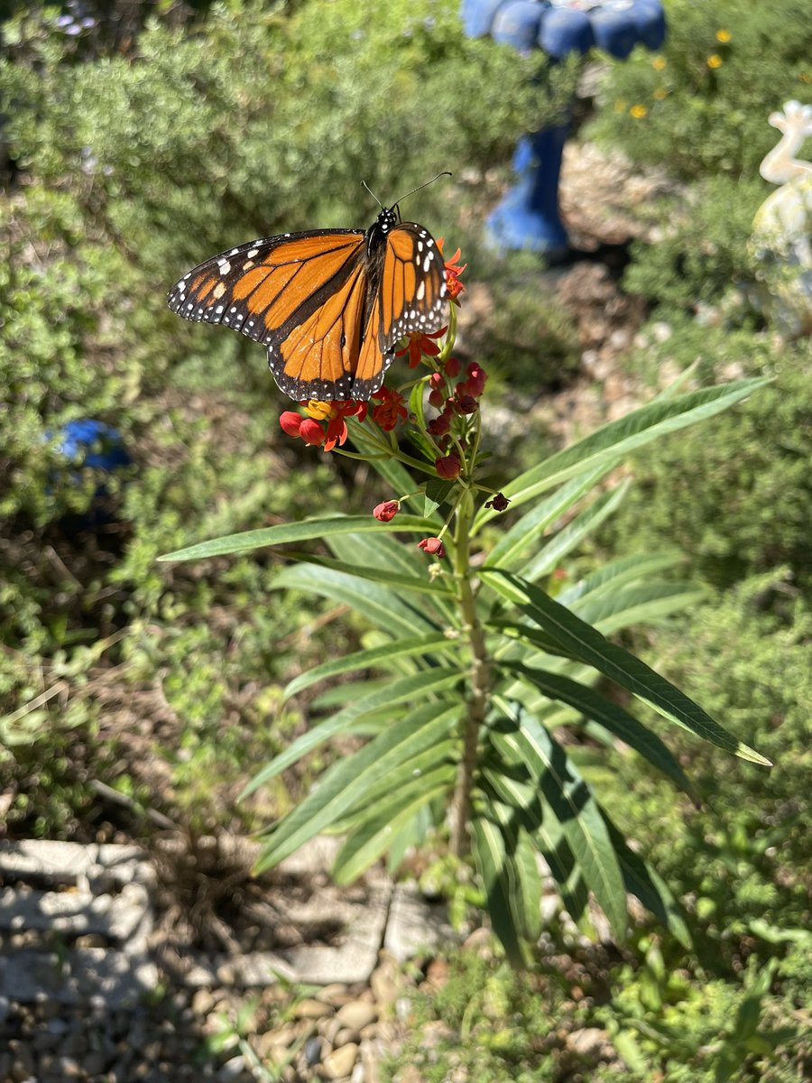 katehebert's tweet photo. It was a beautiful day in the garden @MSTMAGNET.  I  ❤️ the wonder and excitement of new growth, experiencing the beauty in nature and learning about science like forces and shadows in the real world. https://t.co/UT3lgL6YPI