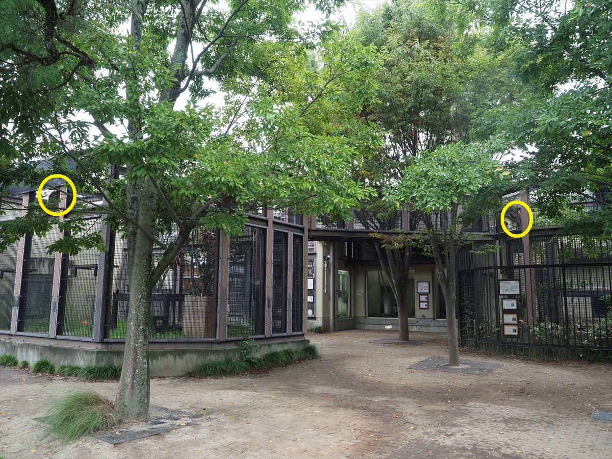 kyotoshidoubut1's tweet photo. オオヤマネコのハロとキキは最近よく遊んでいる姿を見せてくれます。そして、そんな2頭を第3グラウンドのロキが意識している様子も見ることができました。

#京都市動物園 #kyotocityzoo #オオヤマネコ #キキ #ハロ #じゃれあい #ロキ #気になる #Lynx #Kiki #Haro #PlayingAround #Loki #Curious https://t.co/M4DVkp8EzP