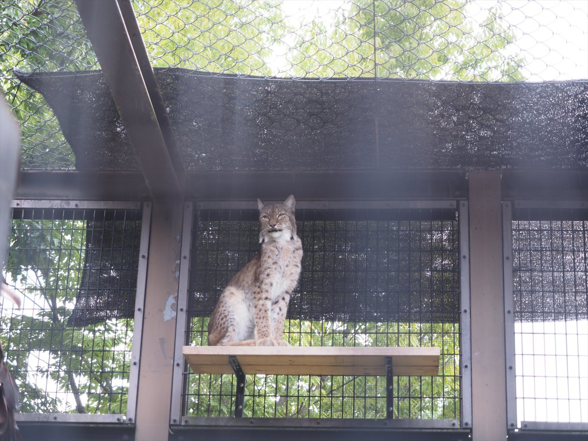 kyotoshidoubut1's tweet photo. オオヤマネコのハロとキキは最近よく遊んでいる姿を見せてくれます。そして、そんな2頭を第3グラウンドのロキが意識している様子も見ることができました。

#京都市動物園 #kyotocityzoo #オオヤマネコ #キキ #ハロ #じゃれあい #ロキ #気になる #Lynx #Kiki #Haro #PlayingAround #Loki #Curious https://t.co/M4DVkp8EzP