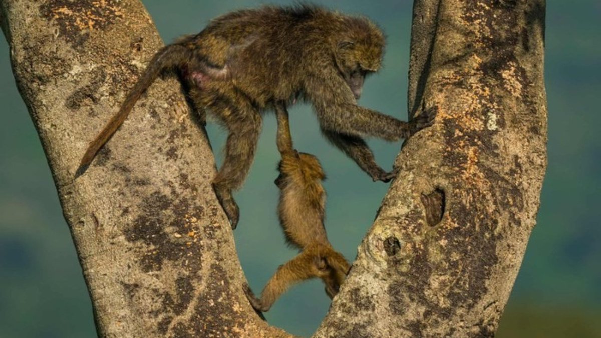 detiksport's tweet photo. Finalis Nikon Comedy Wildlife Awards 2026 baru saja diumumkan. Siap-siap dibikin gemas hingga ngakak melihat aksi satwa liar di depan kamera.