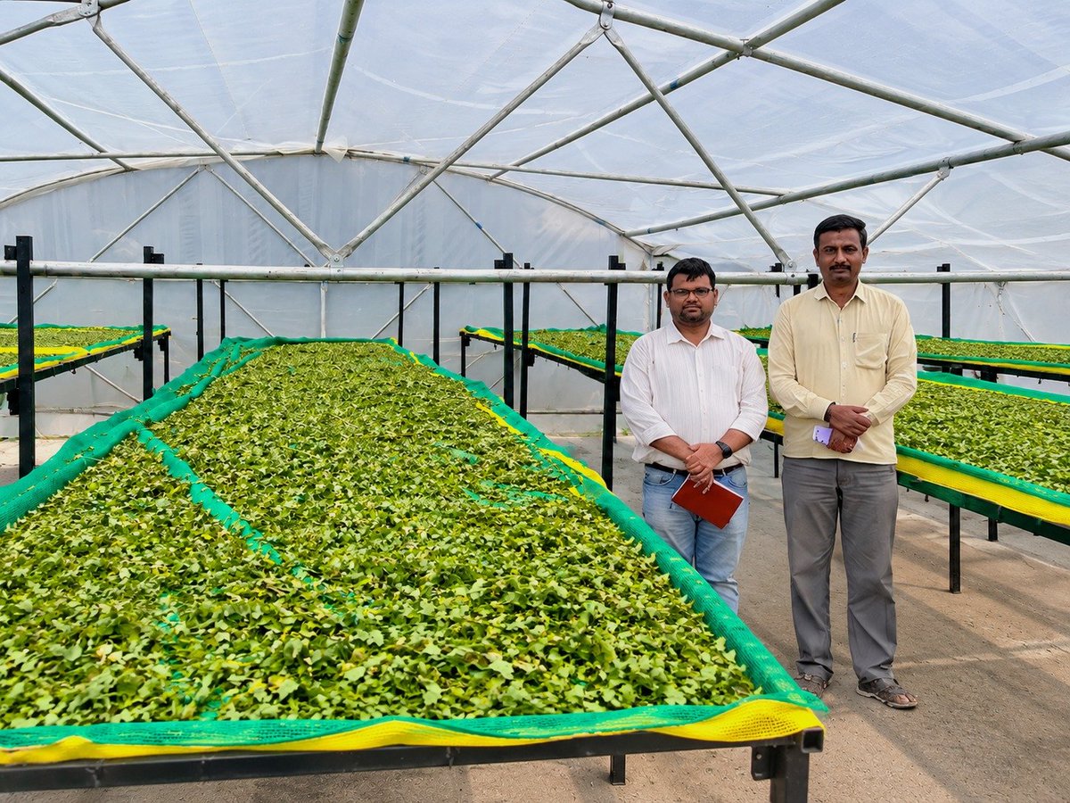 AgriGoI's tweet photo. From Moringa Leaves to Market-Ready Value! 🌿☀️

Ardika Farmers Producer Co Ltd., #ChhatrapatiSambhajinagar #PMDhanDhaanyaKrishiYojana district #Maharashtra, #FPO with 760 farmer members, set up grading & cleaning machinery, capacity 3 Ton/hrs & solar drying for moringa leaves.
Promoting clean-energy based processing, local value addition & better market for farmers.

📞 Contact: Karbhari Ramdas 9309136468

🛒 Click to buy directly from the FPO
https://t.co/g6IuCy60fj

#DDKY #Moringa #SolarDrying #ValueAddition #FoodProcessing #AgriGoI