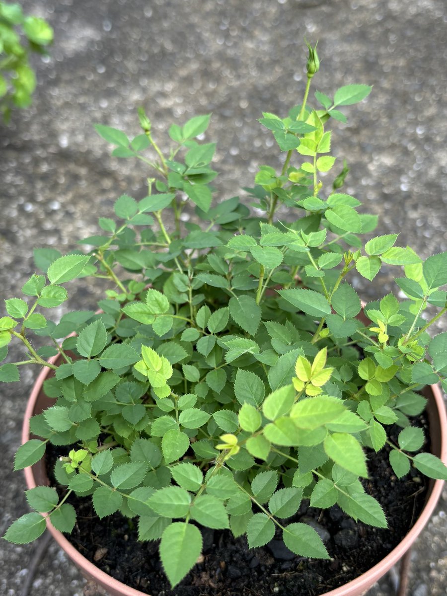 Jun30start's tweet photo. おはようございます🌱

周りの人も、育てているお花達も、気にかけて顔色を見てあげることが大事なんだ…

淳ちゃんが、ｱﾝさんが教えてくれた大切なこと。

淳ちゃん、皆さん、今日も素敵な1日をお過ごし下さい🌼

 #志尊淳 さん
 #SSJ https://t.co/oRdh1AJDen