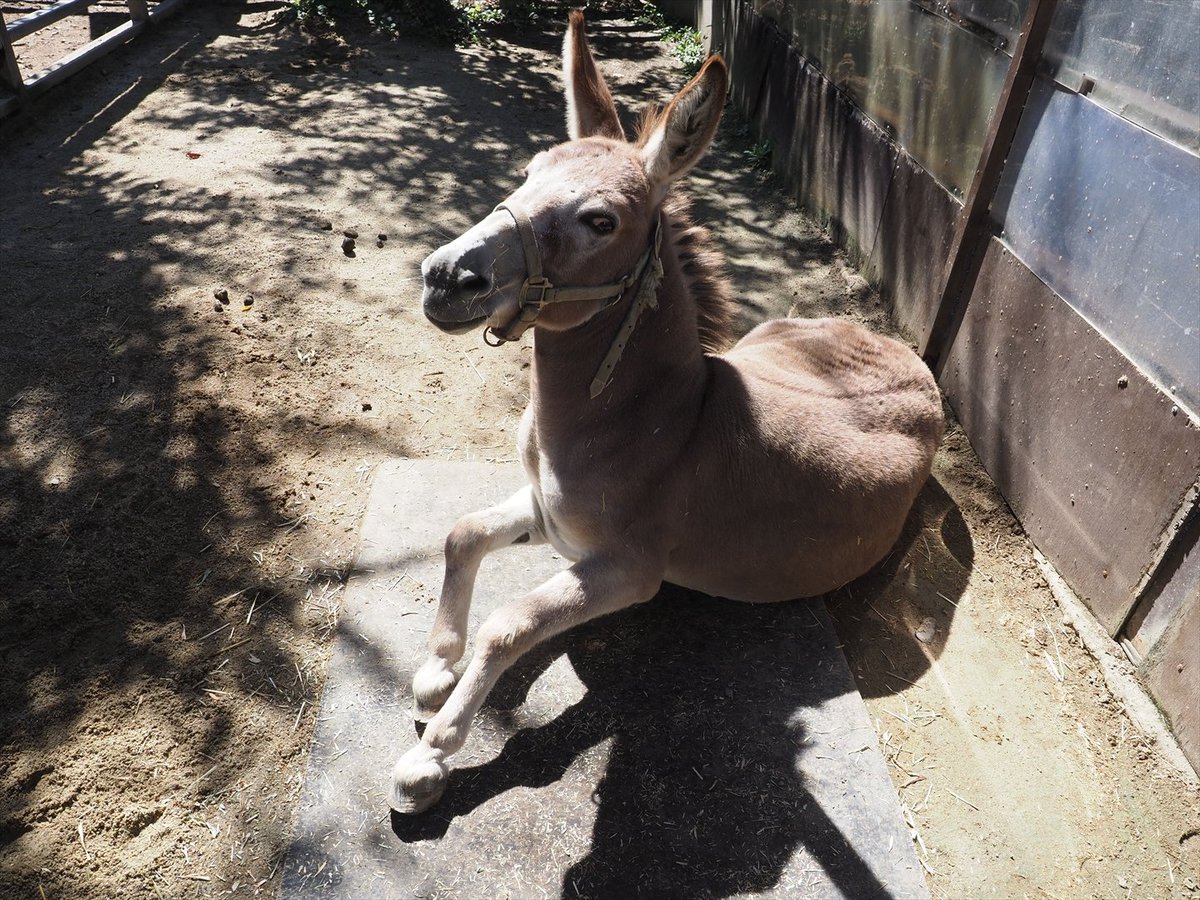 kyotoshidoubut1's tweet photo. ロバのハルにヤマボウシをプレゼントしてみたら、スッと立ち上がって寄ってきてくれました!🌿✨
毎回いろんなものを提示していますが、いつもとっても美味しそうに食べてくれます😋💕
#京都市動物園 #kyotocityzoo #ロバ #ハル #ヤマボウシ #Donkey #Haru #KousaDogwood https://t.co/eqlJDSYlIN