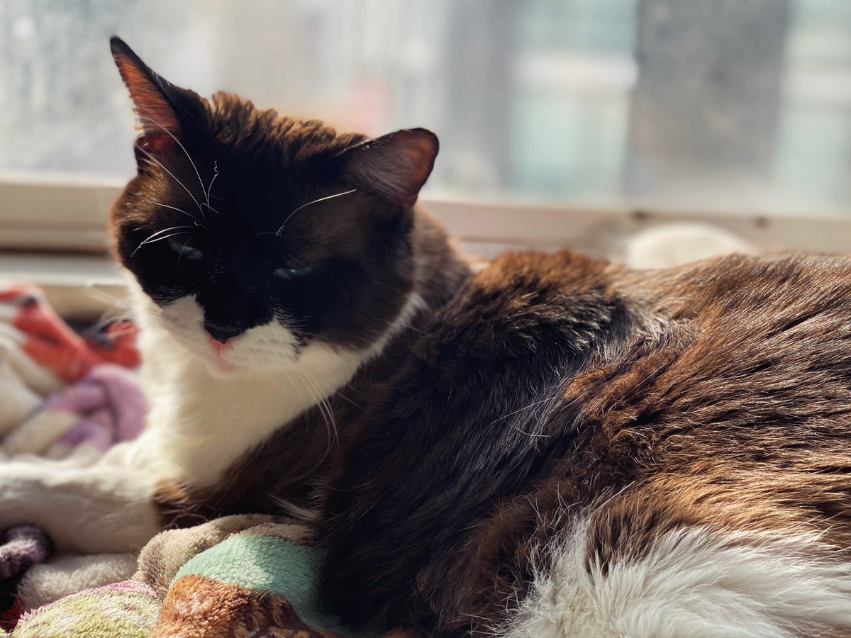 kelly2819's tweet photo. Sunny Mondays are the best ☀️.
@tippyandmerle
Please support me, Tippy! Any amount donated is greatly appreciated…thank you 💕!! https://t.co/KmgucQMqws
#Monday #Sun #CatsOfSanFrancisco #SnowshoeSiamese #CerebellarHypoplasia #WobblyCat #AdoptDontShop #TippyAndMerle https://t.co/CBPQbmuab0