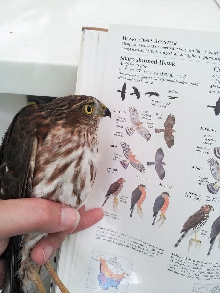 evilrelaysp0rt's tweet photo. top tier bird photo genre. mmmm studyign. myself https://t.co/26O1AUETn5