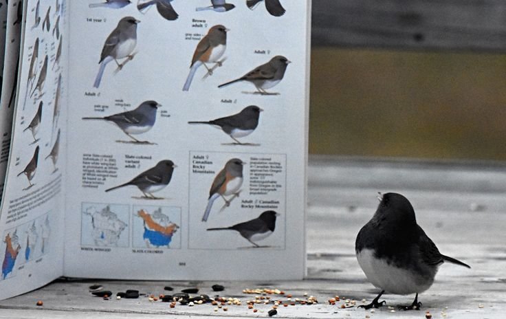 evilrelaysp0rt's tweet photo. top tier bird photo genre. mmmm studyign. myself https://t.co/26O1AUETn5