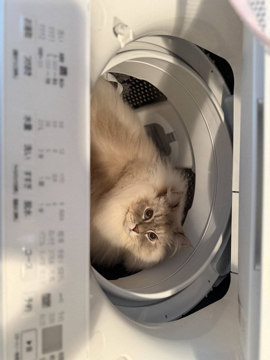 eleven11neko's tweet photo. 間違って洗濯できないくらいデカイ https://t.co/PzuBOqLKJi