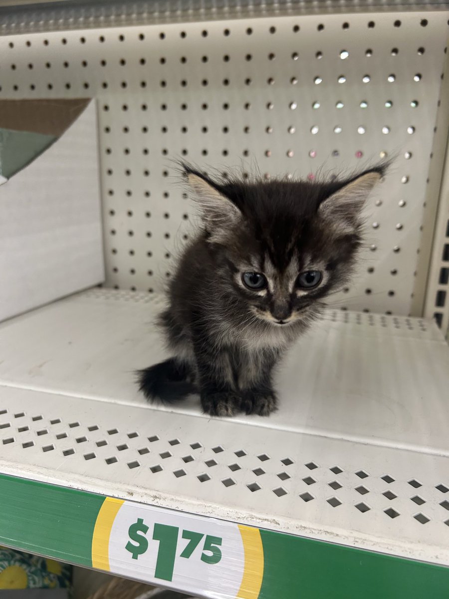 fawnncel's tweet photo. he’s only one dollar and seventy five cents  😭😭😭😭😭😭😭😭😭😭😭😭😭😭😭😭😭😭😭😭😭 https://t.co/pJSjElAWK4