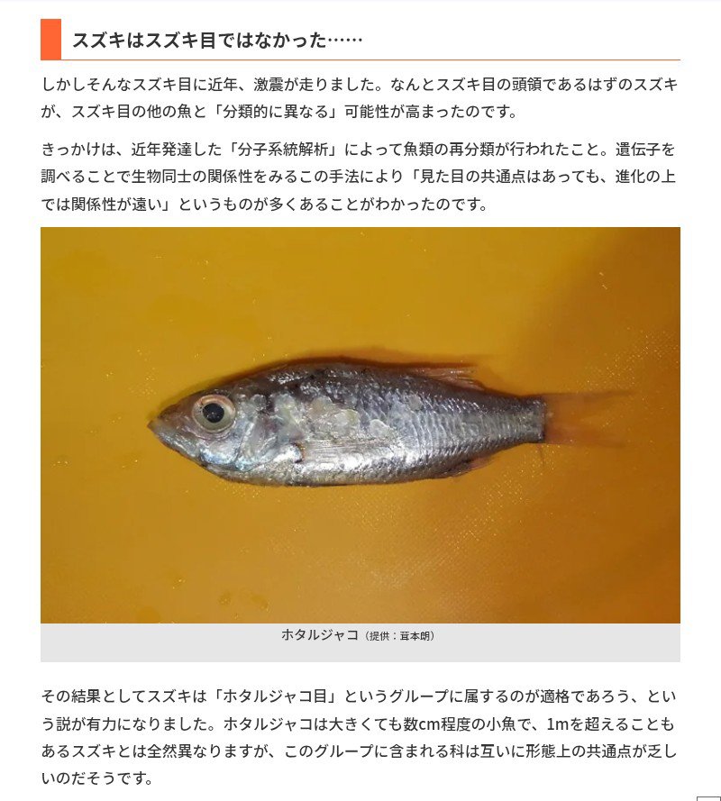 4aaljr's tweet photo. 今日は歯医者で午前休、暇なのでポスト
個人的に最近知った驚いたこと
スズキがスズキ目から抜けてホタルジャコ目に！
でスズキ目消滅！😮
条鰭綱最大のグループがいつの間にか消えていました。
生物の分類ってどんどん変わっていくからおもしろい
学生の時と随分変わってる。 https://t.co/WmNhH9brX9