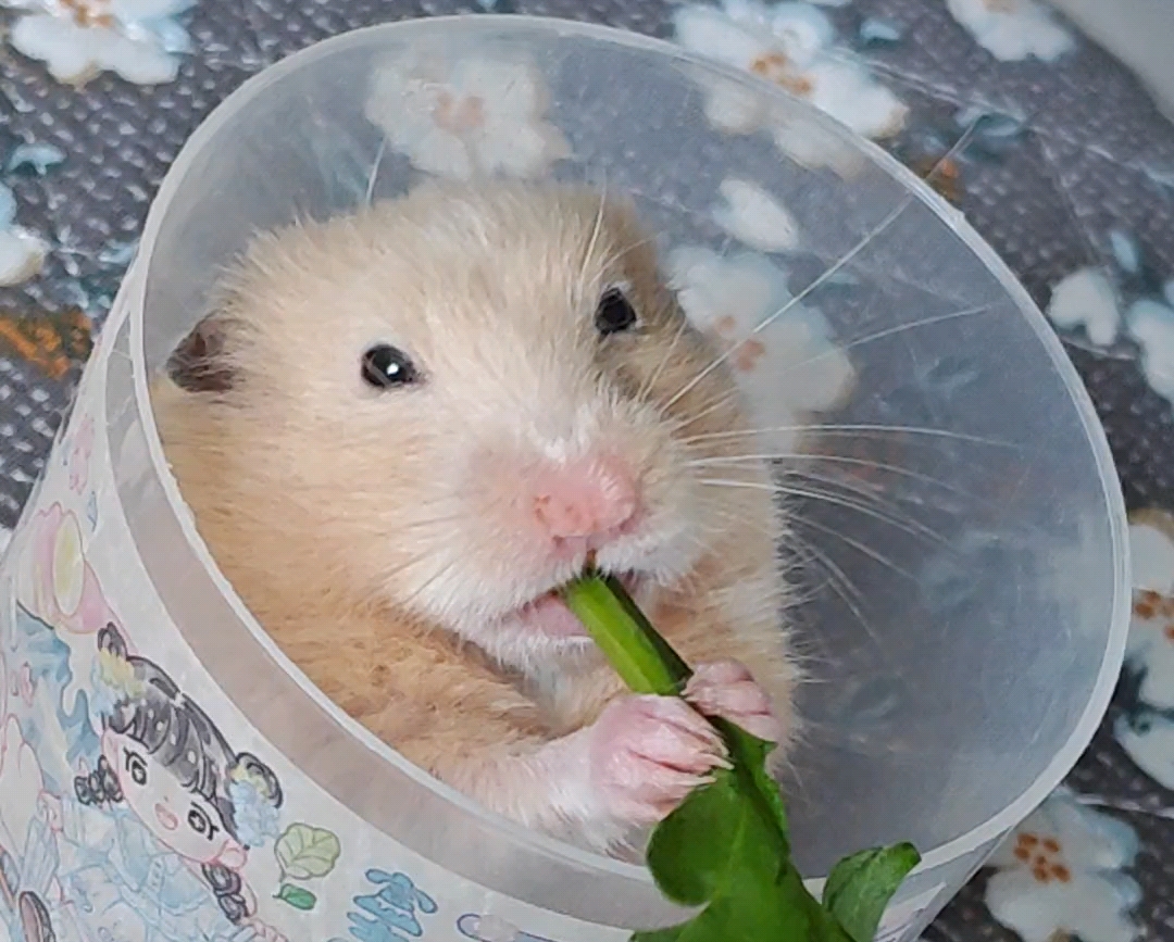 BlakeBoydqnhu's tweet photo. I spotted a cute little hamster named Gongtuba holding a roasted sweet potato, looking super happy. https://t.co/R8huIfqCB2