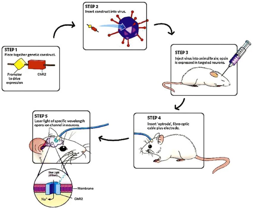 arh1's tweet photo. Imagine controlling brain cells using light 🧠⚡️
The 2026 #NobelPrize in Medicine went to the pioneers of Optogenetics! By toggling neurons with light, scientists can target depression, Parkinson's & blindness.
#Science #Neuroscience https://t.co/sht4hGnXL4