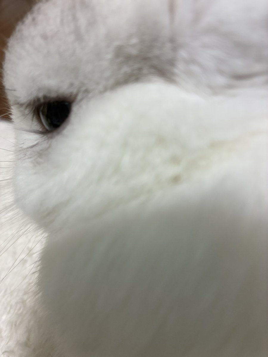 saku_la_mode's tweet photo. うさ吸いしたら、
軽蔑するような目で見られた https://t.co/abAMBiFSd7