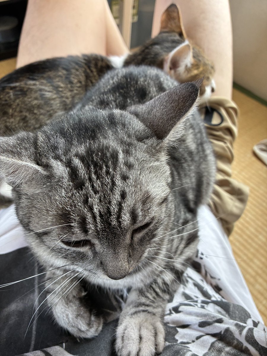 shibudesu's tweet photo. 猫達に乗られてる時の
飼い主目線 https://t.co/Rlcgp2HG63