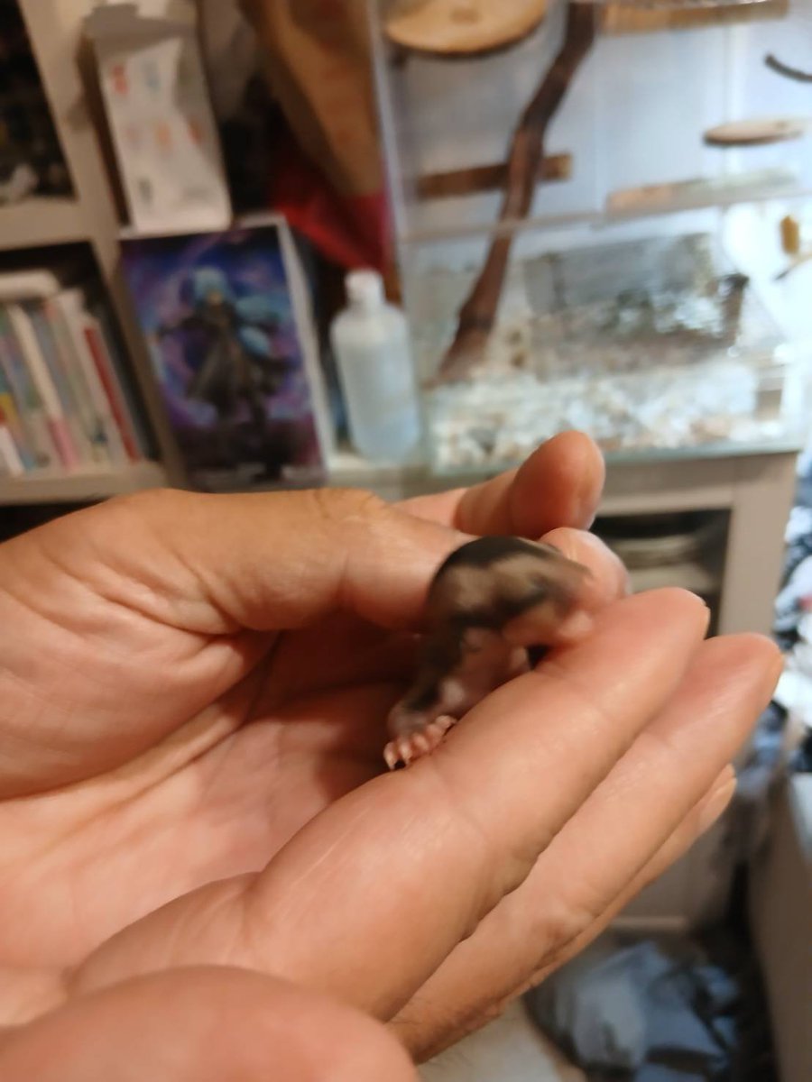 hide0609_ZOOMER's tweet photo. モモンガにおチビちゃん誕生！
かわえー！
前から2匹飼ってた子が一匹が天に召されてしまいました。その後にもう一匹の袋の中に膨らみを発見！
最近、体がはみ出しててようやく全身を見ることができました笑 https://t.co/iv2ox6i5xD