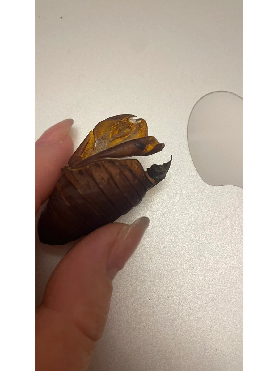 EmberWooddits's tweet photo. A tiny silkworm pupa rubs its butt on fresh leaves, showing a funny and lovely small creature moment. https://t.co/DJ8csDsuBH