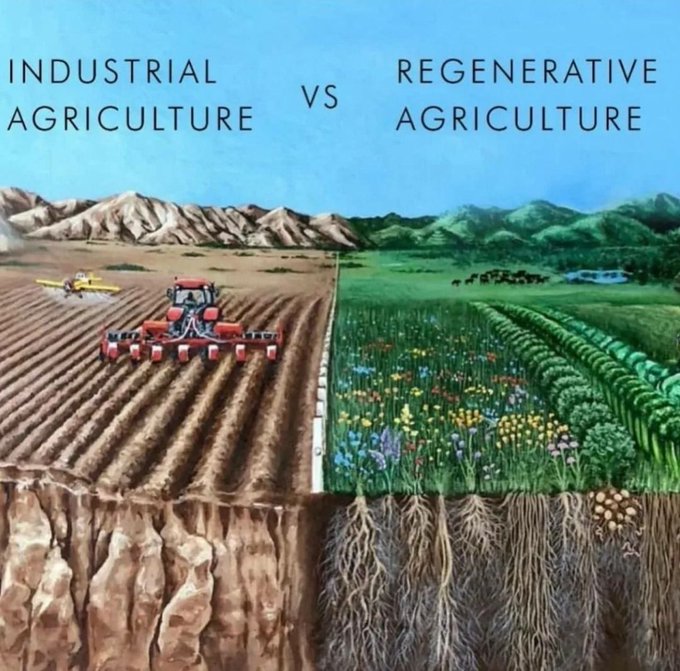 Farmer31548981's tweet photo. One System Has Been Killing Everything
& Now It Is On It's Last Leg.
It Takes More Poison & GMO Seeds
Year After Year In A Death Loop
Until The Farmers 
Die, Quit, Or Can't Afford It...
🚜⛽️⚗️🧪🐟X 🌽=🧌
The Other System Is Hard Work...Early
It Gets Better, Needs Less Inputs & Takes Less Of Your Time Over Time.
These Farmers Are Happy, Healthy, & Have Way More Than They Can Consume = Beneficial.
🐄🐄🐄🐮🐖🐖🐖🐷🐐🐐🐐🐐🫏🐑🐏🐏🐏🐏🦃🦃🦃🦃🪿🪿🪿🦆🦢🦆🦆🦆🐔🐔🐔