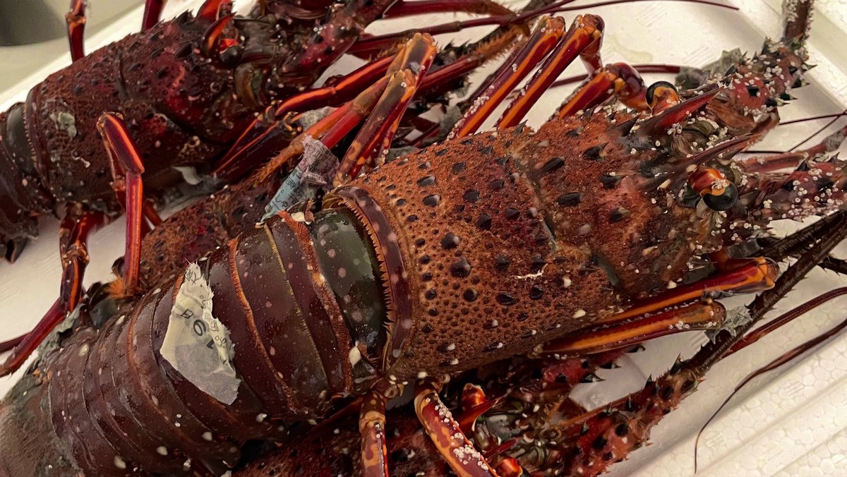 pek0ma's tweet photo. 実家から伊勢海老届いた🦞
どう調理しようか… https://t.co/Enn8NlOwA9
