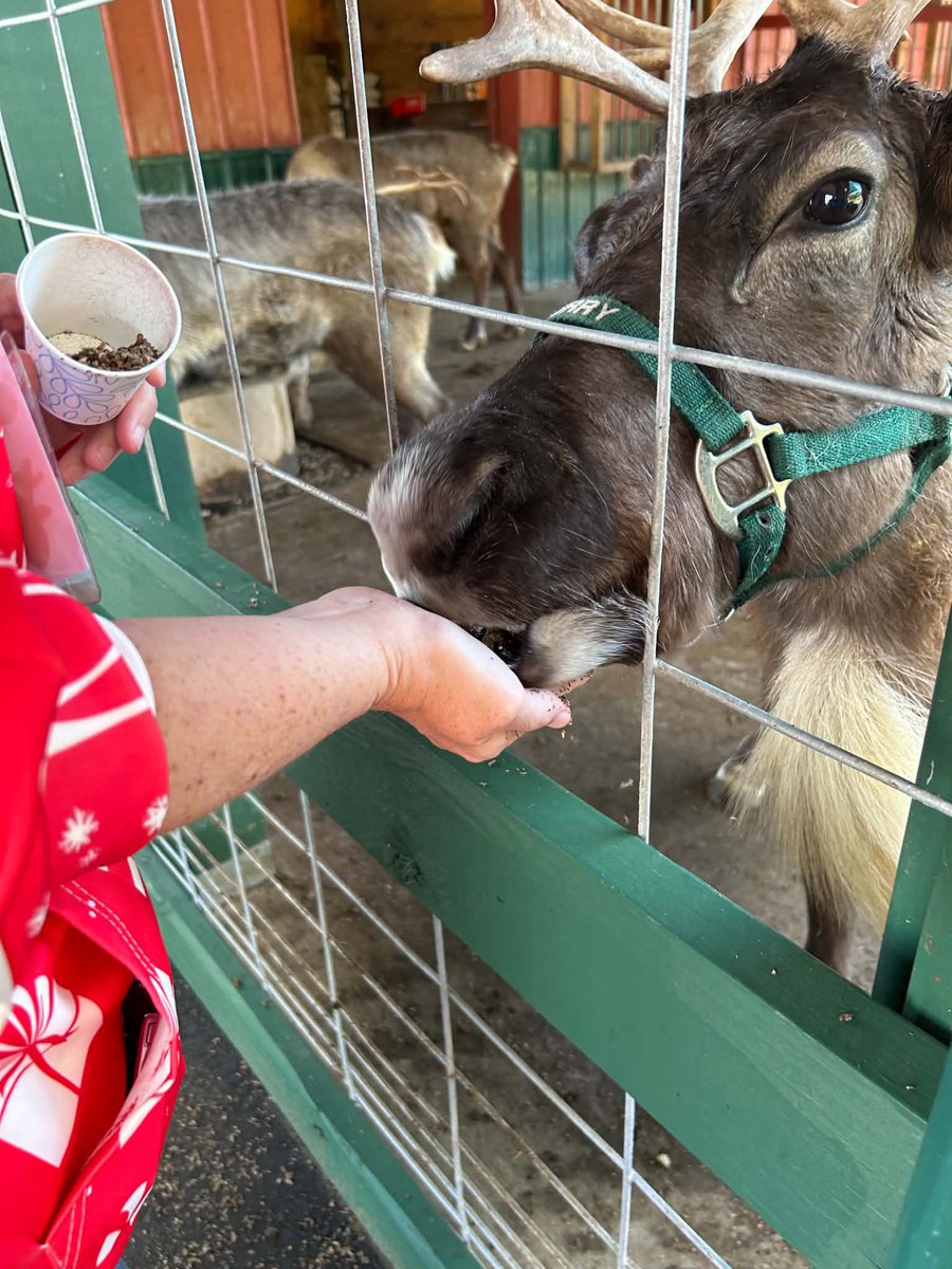 authorJWiller's tweet photo. More pictures from yesterday. 🦌 I got to feed them!!! https://t.co/P2PPJQNVck
