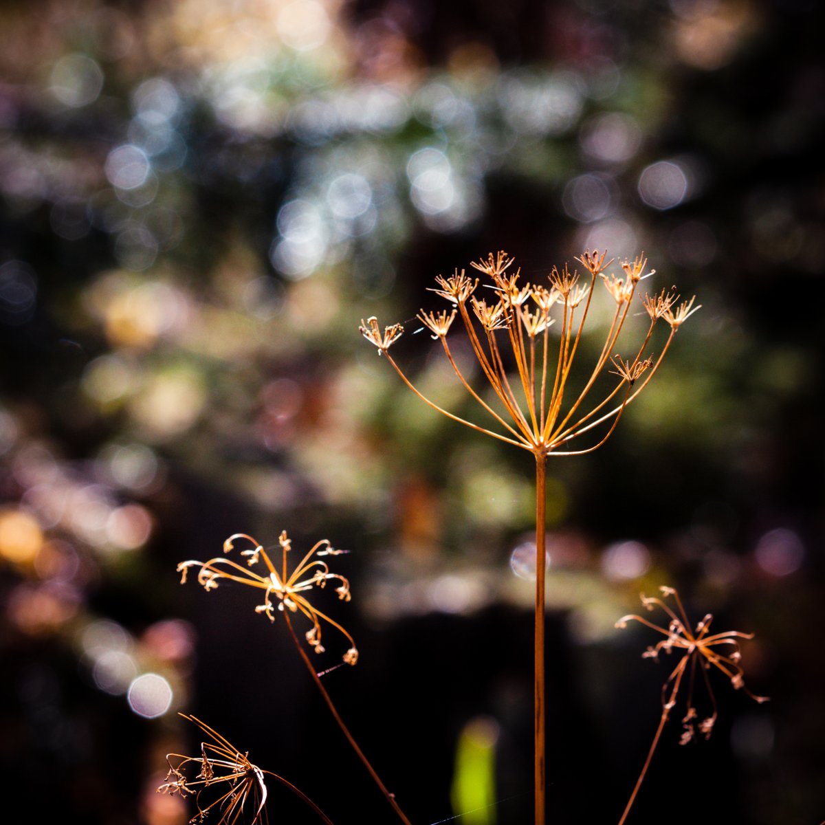 VIV_boho's tweet photo. #fallcolors #autumnbeauty
#Canon EF100mm f/2.8 Macro USM https://t.co/LEY5PdUb82