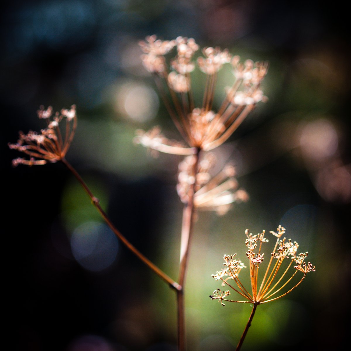 VIV_boho's tweet photo. #fallcolors #autumnbeauty
#Canon EF100mm f/2.8 Macro USM https://t.co/LEY5PdUb82