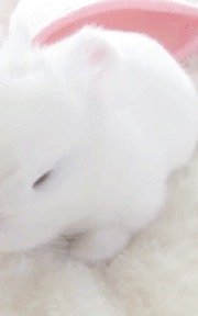 battykattyy's tweet photo. 🐇🪽 https://t.co/xoWsbinFWK