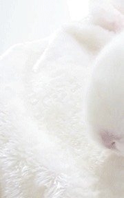 battykattyy's tweet photo. 🐇🪽 https://t.co/xoWsbinFWK