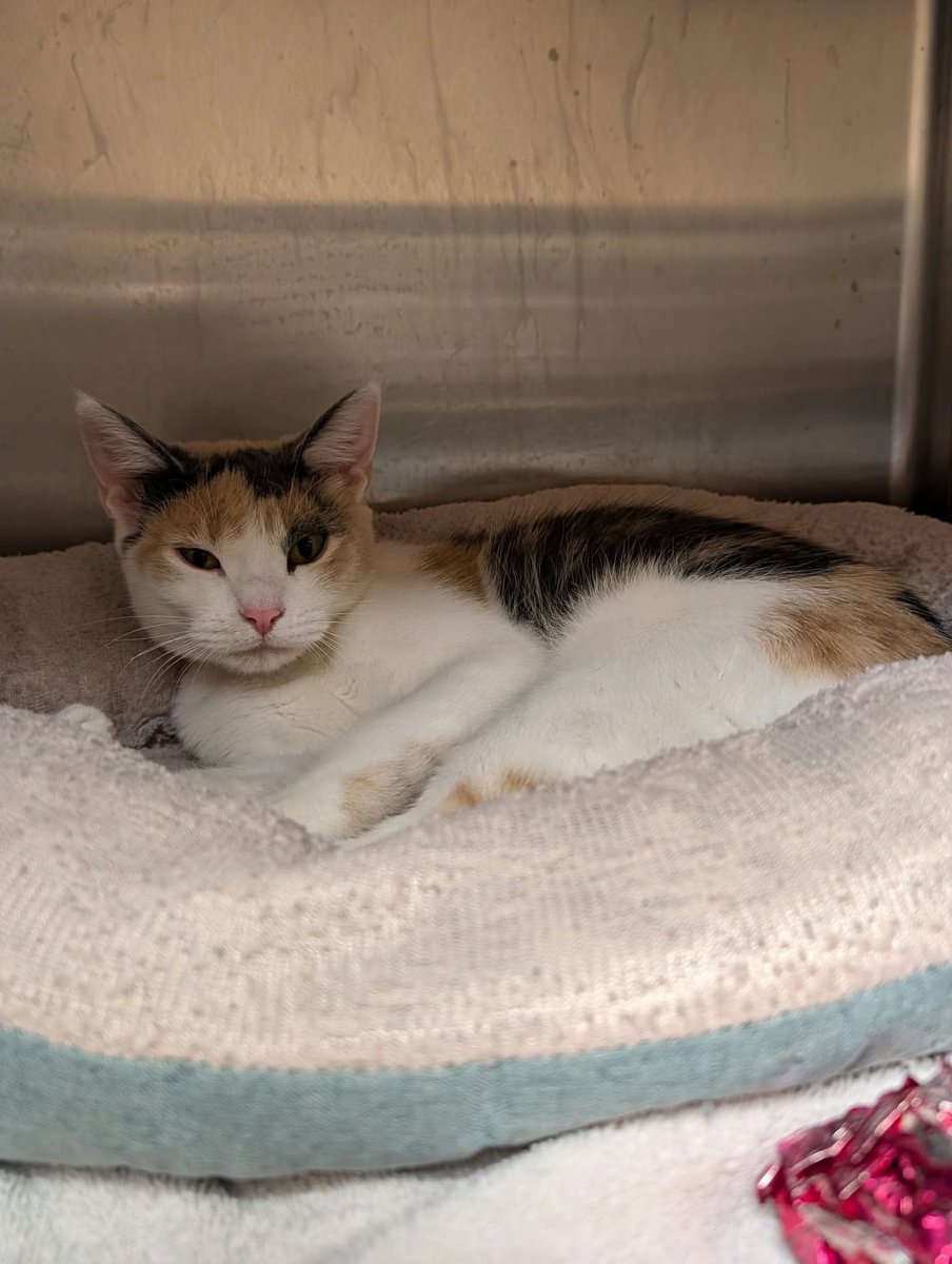 cobbkitties's tweet photo. RESCUE and PLEDGES or ADOPTER needed

NAME: 
COMBO STATUS: 
AGE: 6mo
SEX: Female
ID: 23091
CAGE: 602
IN SHELTER SINCE: 10/2/26
ADOPTION or RESCUE ONLY: Adoption

If you can help, please call or email the Rescue Coordinator, Elizabeth George:

770-590-659… https://t.co/W5YXVeZiH4 https://t.co/o4O9Y1v7I2