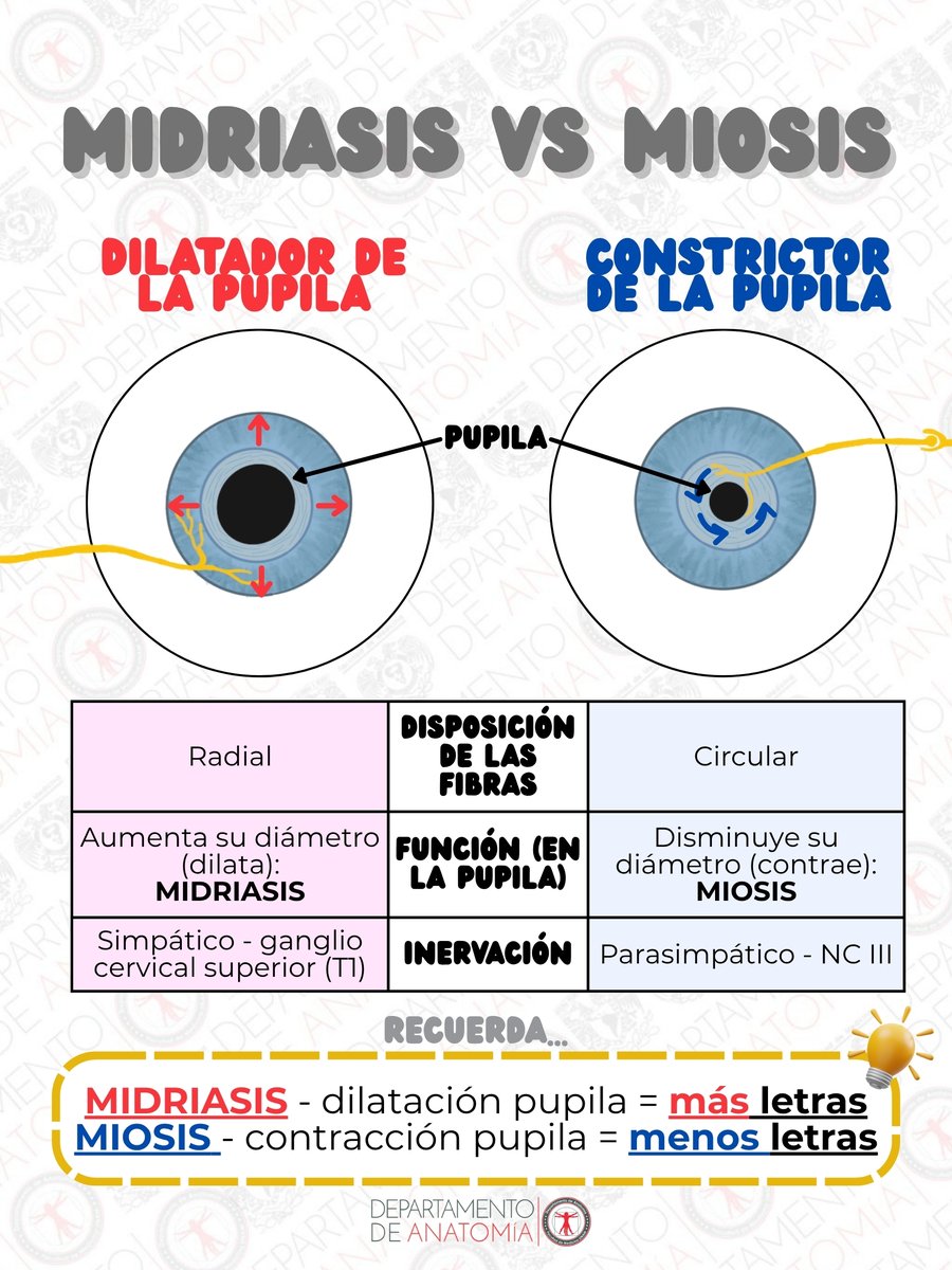 AnatomiaUnam's tweet photo. ¿Conoces la diferencia entre Miosis y Midriasis?

Recuerda los 2 músculos lisos encargados de modificar el diámetro de la pupila y su diferencia en inervación😉
#AnatomiaUnam #facmed #Ojo https://t.co/9mF8qGtkiQ