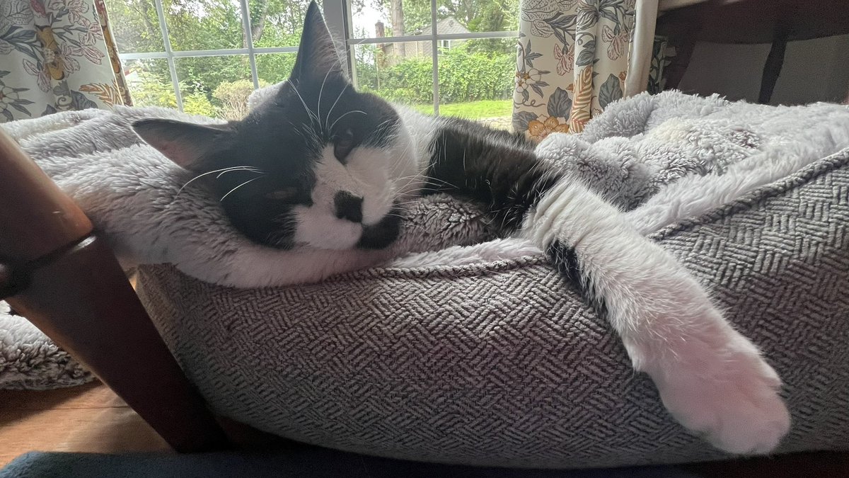 Eireoquinn's tweet photo. @johnstf Duncan says you may kiss the Lord Admiral Duncan’s paw too https://t.co/bqK3nlZsSP