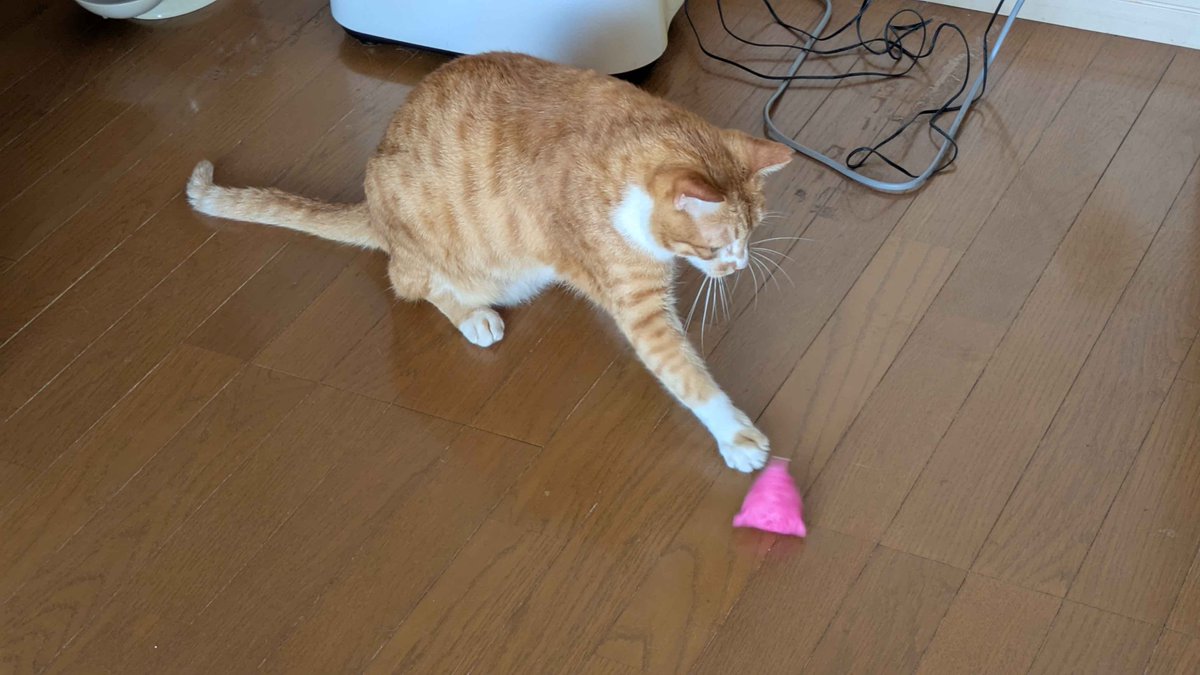 nekowaku_kokura's tweet photo. こんにちは！ねこの惑星です✨
新品の三角おもちゃを前に、
ムギくんの審査会が開催されました🐱🔍
「ふむ……悪くない。では、まず一発。」
慎重なのか雑なのか分からない遊び方😂
このあと夢中になるに一票🙋‍♀️💕

#ラシクラボ小倉
#ラシクラボ小倉鍛冶町
#就労継続支援b型
#猫のいる暮らし 
#茶トラ https://t.co/hWjFzpEEHy