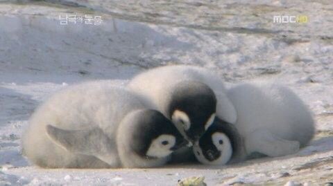 nerdyverz's tweet photo. penguin loaf https://t.co/QMqkJbkP1r