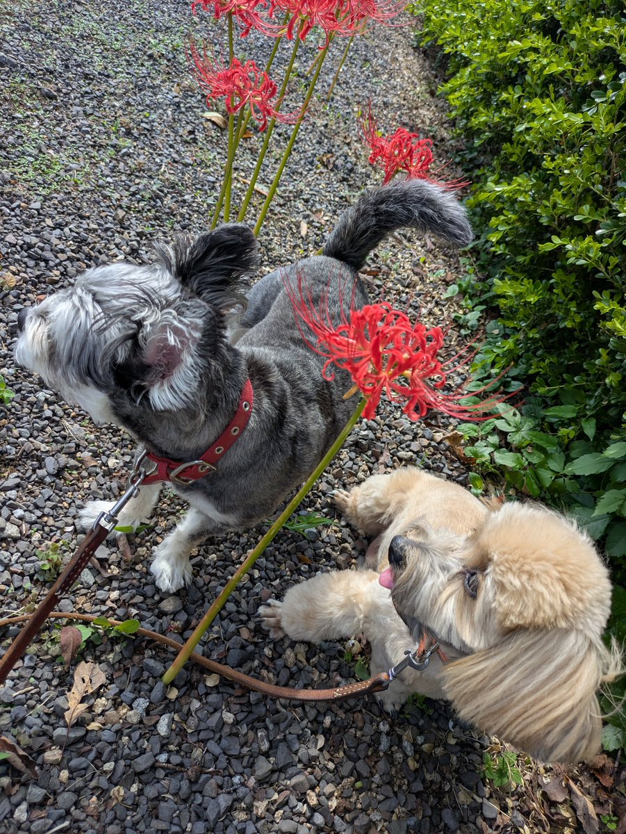 5ooc_rumico's tweet photo. 彼岸花まだ咲いてたワン🐶昼休みのお散歩🐾 https://t.co/jWbJqeTmAM