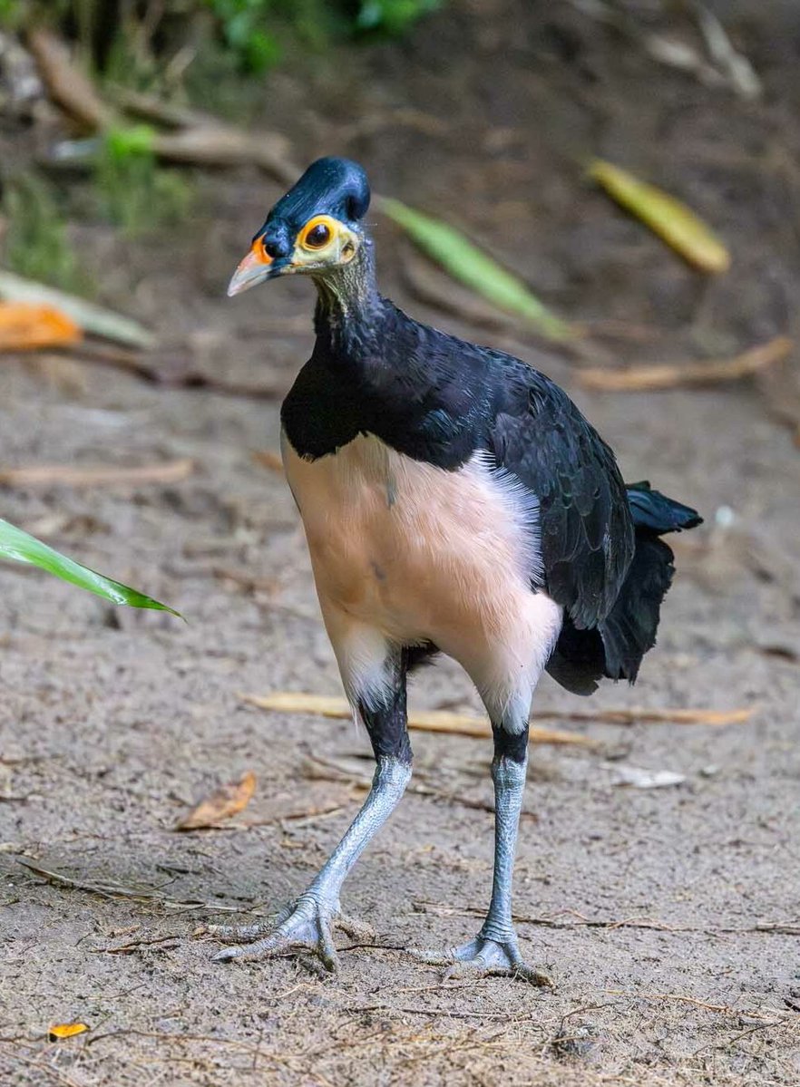 AMAZlNGNATURE's tweet photo. Critically endangered Maleo birds are now being targeted by wildlife traffickers in Indonesia

A new study found juvenile maleos being smuggled from Indonesia to India for the exotic pet trade, with 25 birds seized or intercepted in 2024 https://t.co/P5w4bsCLQQ