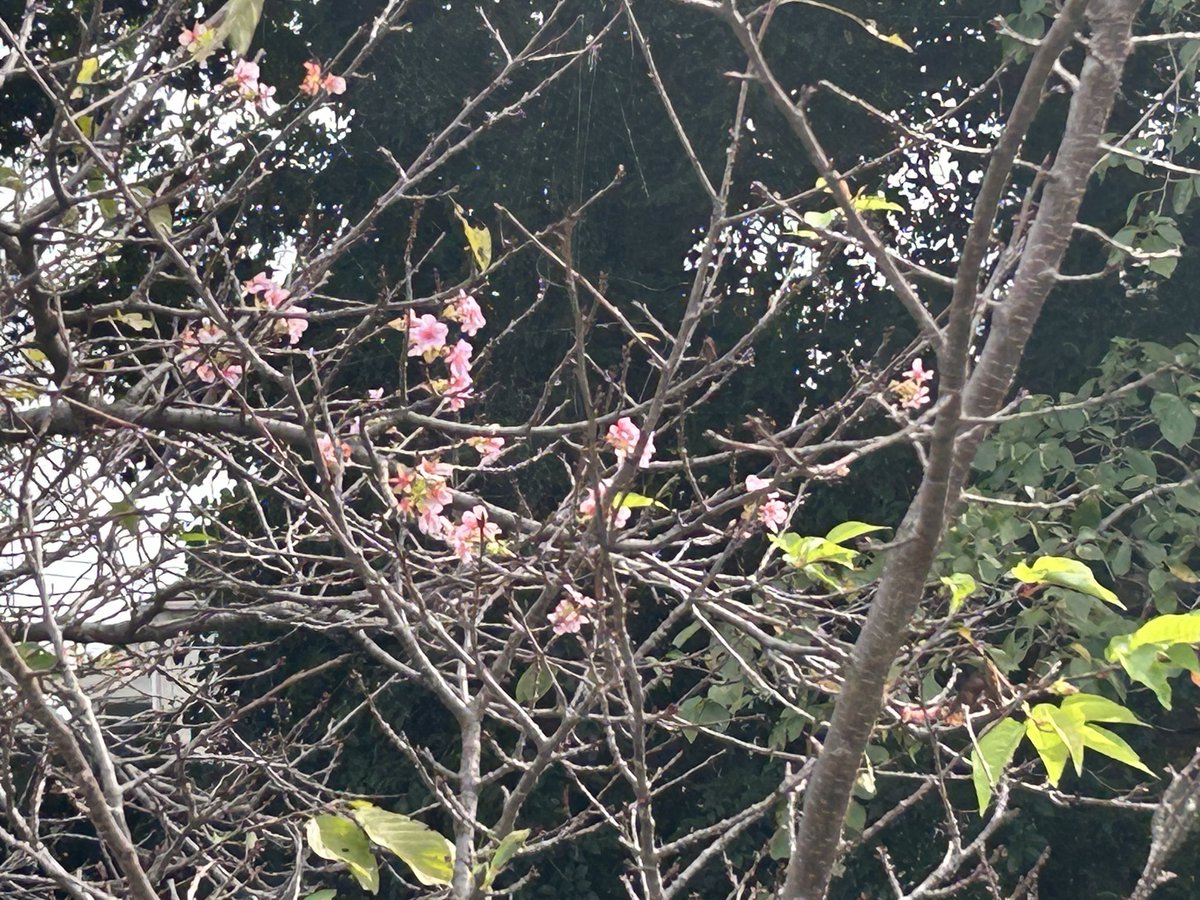himevitamina's tweet photo. 山崎公園の河津桜、咲いているんだけど… https://t.co/HPmxu9BAEr