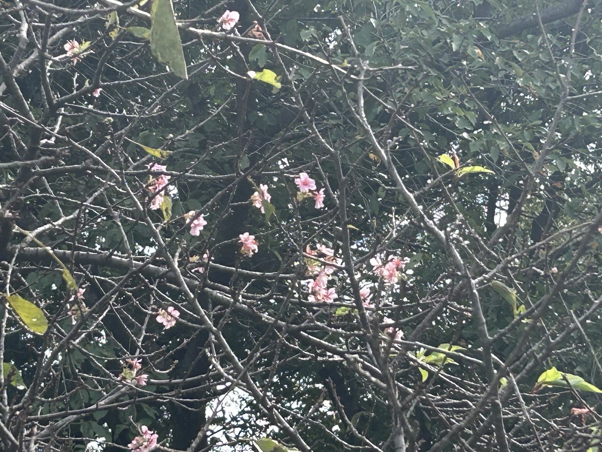 himevitamina's tweet photo. 山崎公園の河津桜、咲いているんだけど… https://t.co/HPmxu9BAEr