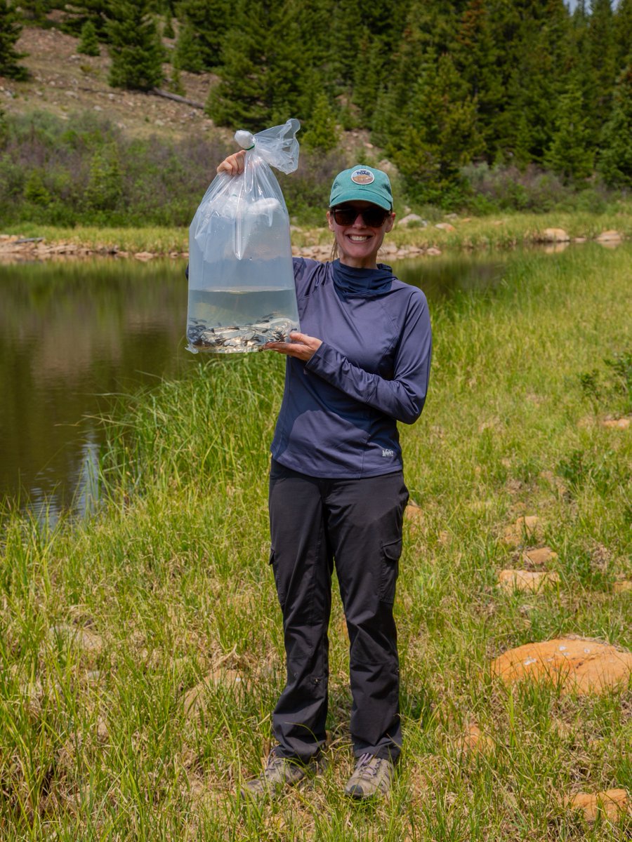 DenverZoo's tweet photo. Our Field Conservation team works across five regions: Colorado’s Rocky Mountains and Great Plains, Latin America, Africa, and Asia, driven by a simple but powerful framework: Science. Community. Action. 🌿 

Science: We lead discovery and innovation to better understand wildlife and inform how we save it. 

Community: We learn from and collaborate with local and global partners, because saving wildlife together is the only way it works. 

Action: We leverage our collective expertise to care for and protect wildlife and their habitats. 

From restoring native grasslands on Colorado's Front Range to protecting the Leuser Ecosystem in Indonesia, from monitoring lions in Uganda to conserving high-alpine frogs in Peru — collaboration makes our field conservation work possible. 🏔️🌊🌳 

Because wildlife can't thrive without the places they call home. And neither can we. 💙 

#HabitatDay #DenverZooConservationAlliance #FieldConservation #SavingWildlifeTogether #Conservation #Science #Community #Action